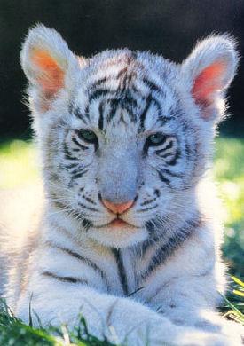 ptit tigre